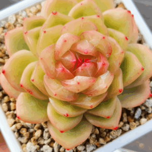 Echeveria Sea Star L