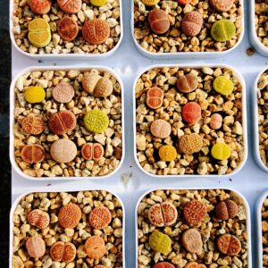 Lithops mix