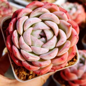 Echeveria White Rose Jenny