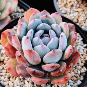 Echeveria Blue Meteor L