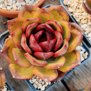 Echeveria Starry Night Prince
