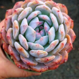 Echeveria Orange Monroe L
