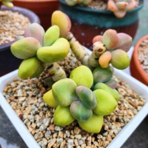 Pachyphytum Mango cluster vieux tronc