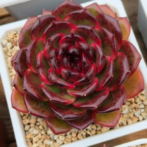 Echeveria Iceland Coffee L