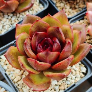 Echeveria Starry Night Prince