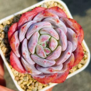 Echeveria Snow Monroe