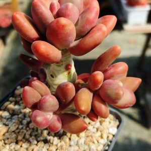 Pachyphytum Mango cluster vieux tronc