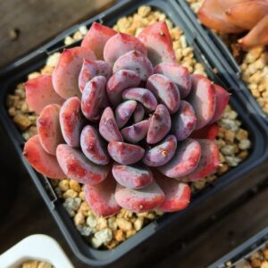 Echeveria Blue Meteor