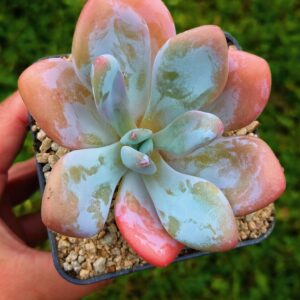Graptoveria Pink Bunny