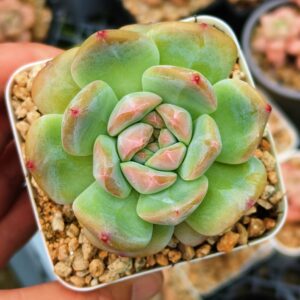 Echeveria Sea Star