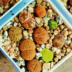 Lithops mix