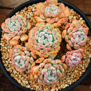 Echeveria Viyant cluster