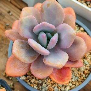Graptoveria Pink Bunny