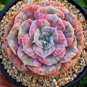 Echeveria Scarlet Witch variegata L