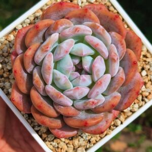 Echeveria Orange Monroe L
