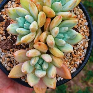 xPachyveria Snow Leopard cluster
