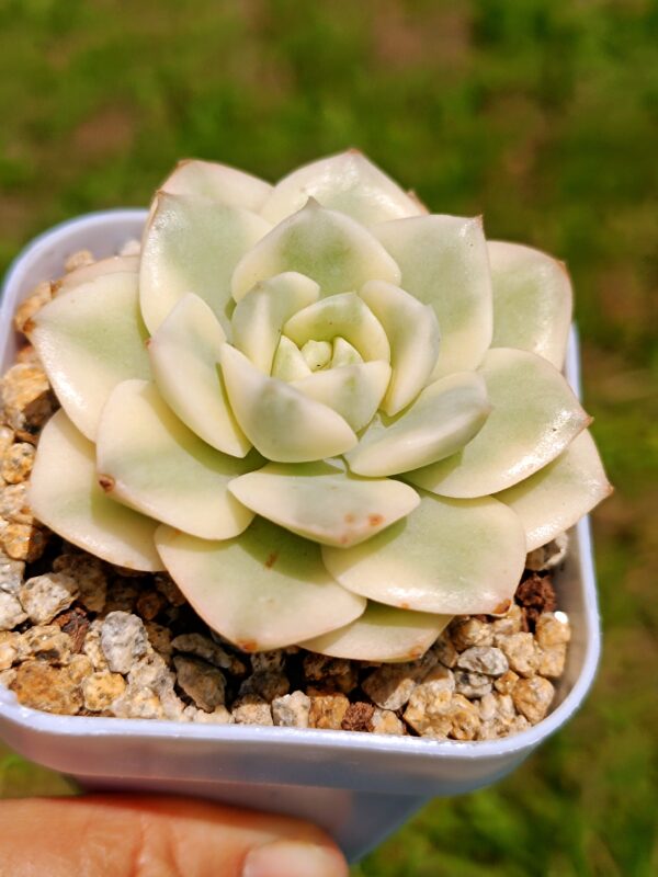 Echeveria Nicksana variegata – Image 2