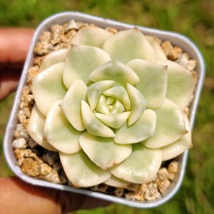 Echeveria Nicksana variegata