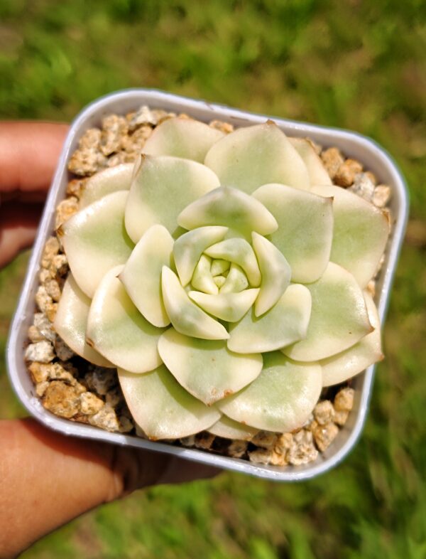 Echeveria Nicksana variegata