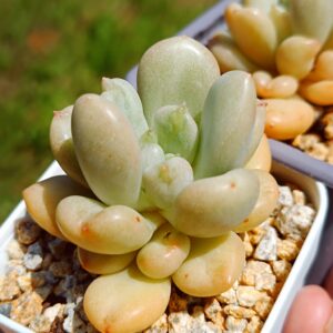 Echeveria Billgates