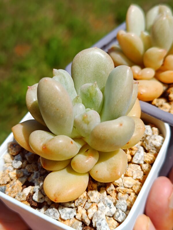 Echeveria Billgates