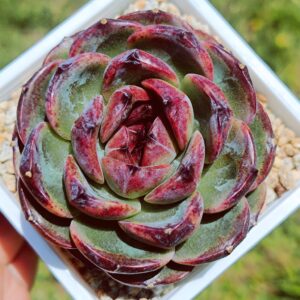 Echeveria Castle Black
