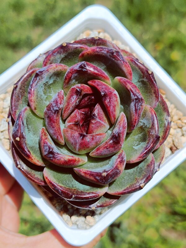Echeveria Castle Black