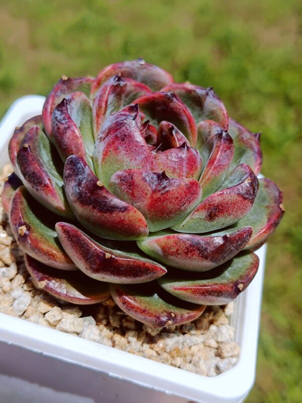 Echeveria Castle Black – Image 2