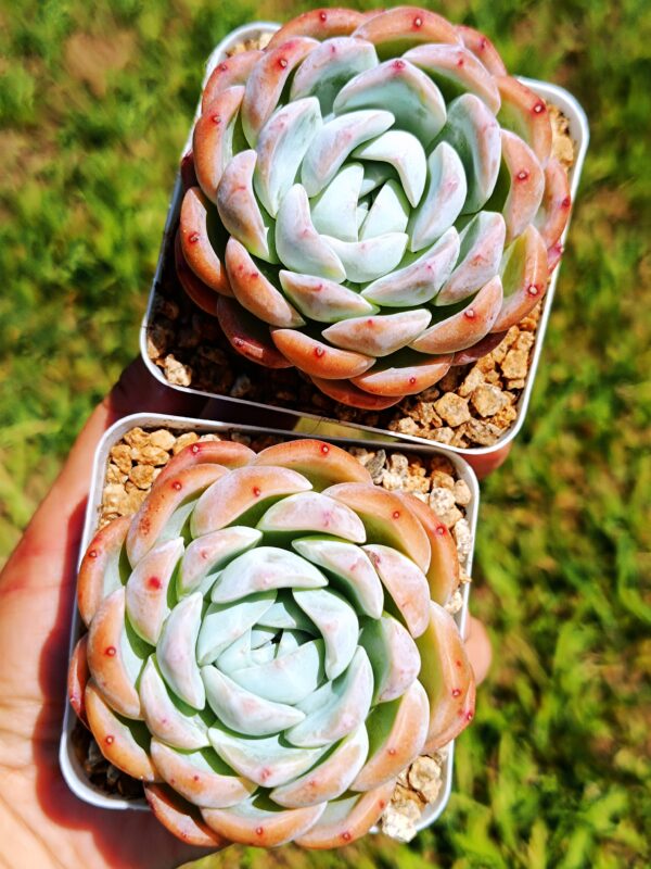 Echeveria White Rose Jenny – Image 2