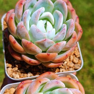 Echeveria White Rose Jenny