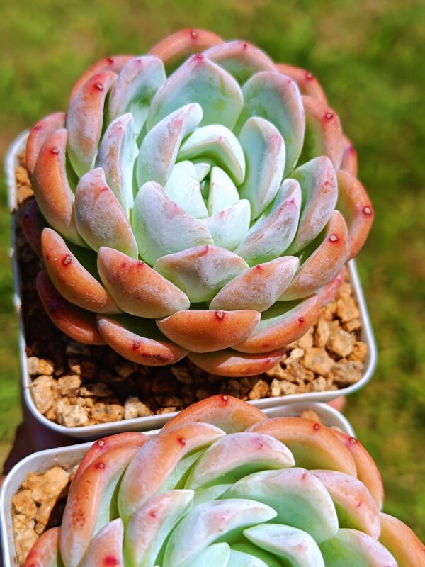 Echeveria White Rose Jenny