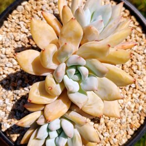 xPachyveria Snow Leopard cluster