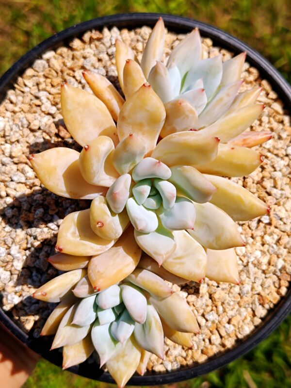 xPachyveria Snow Leopard cluster
