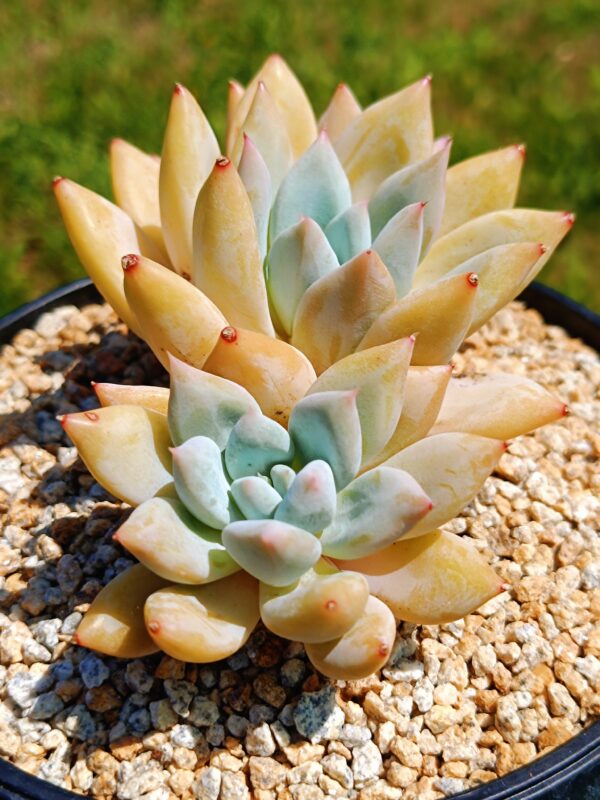 xPachyveria Snow Leopard cluster – Image 2