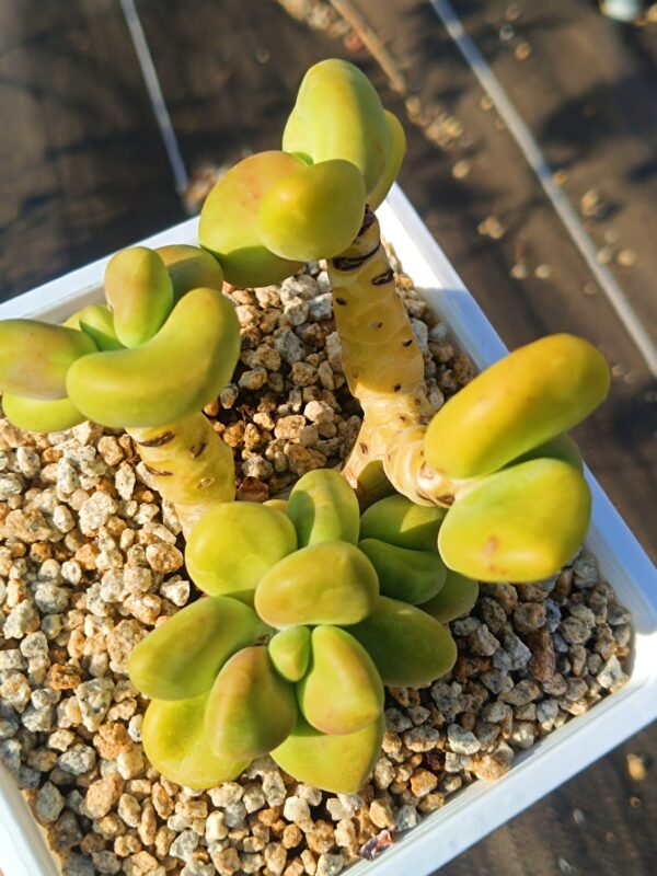 Pachyphytum Mango cluster vieux tronc – Image 2