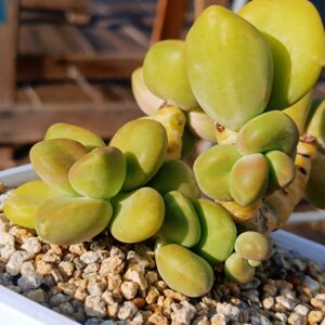 Pachyphytum Mango cluster vieux tronc