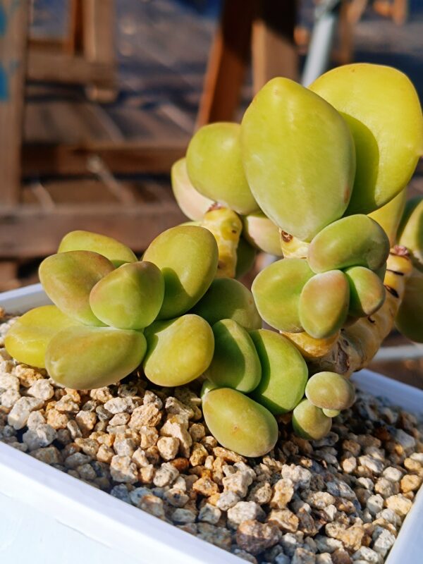 Pachyphytum Mango cluster vieux tronc
