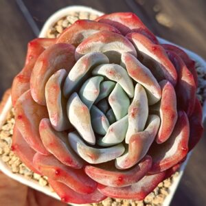 Echeveria Snow Monroe