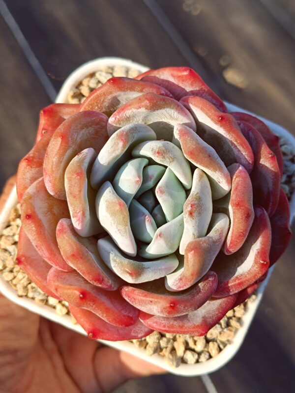 Echeveria Snow Monroe