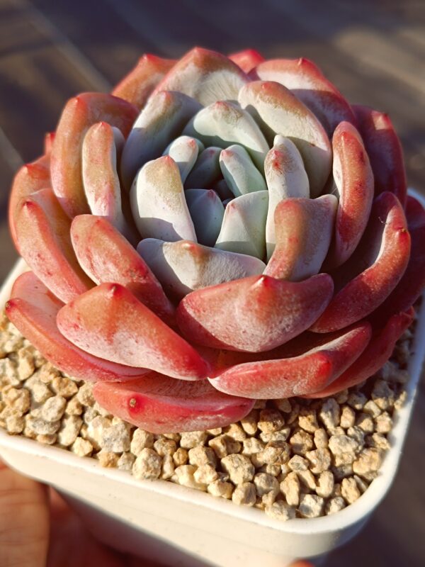Echeveria Snow Monroe – Image 2