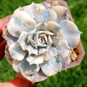Echeveria Lilacina variegata