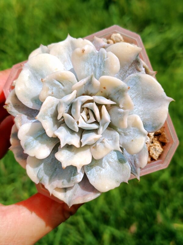 Echeveria Lilacina variegata