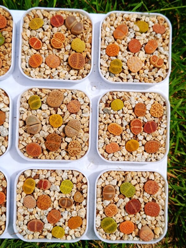 Lithops mix – Image 2