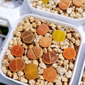 Lithops mix