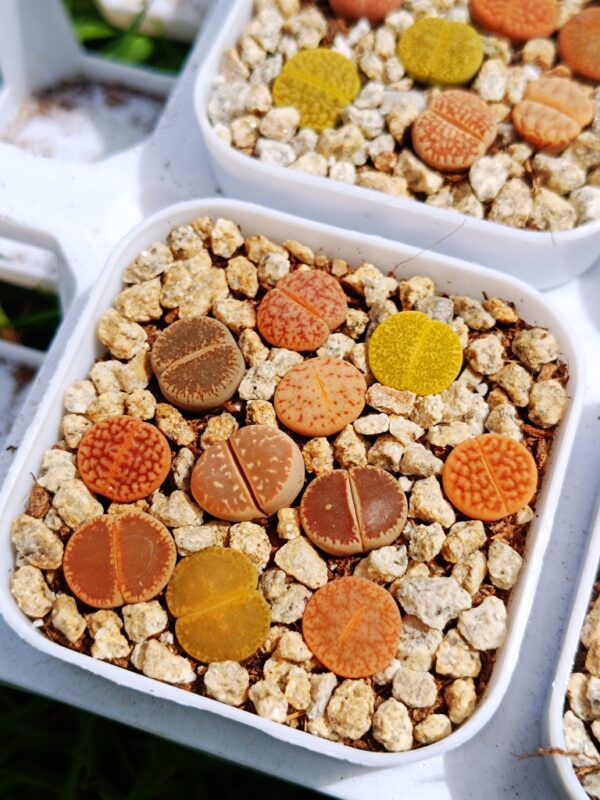 Lithops mix