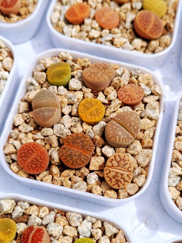 Lithops mix – Image 3