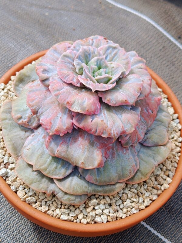 Echeveria Scarlet Witch variegata XXL – Image 2