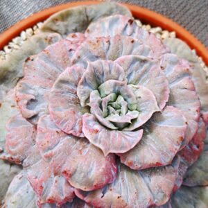 Echeveria Scarlet Witch variegata XXL