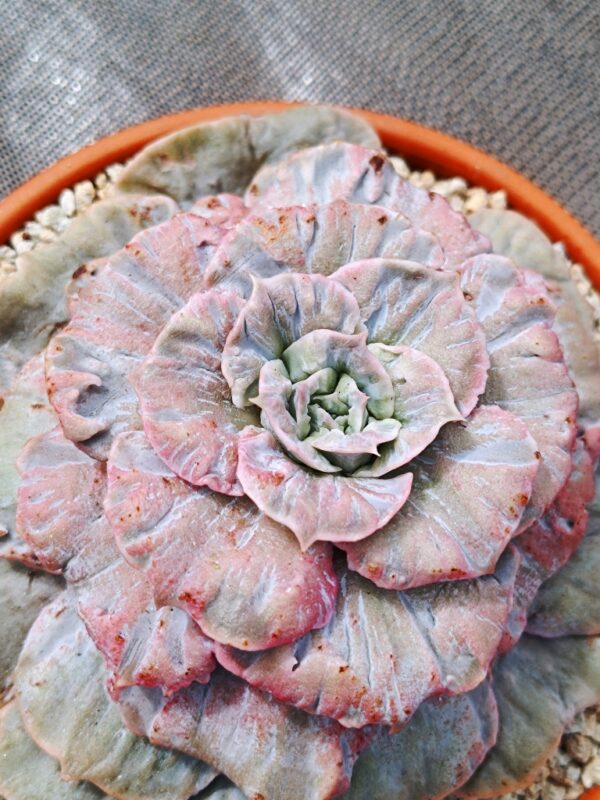 Echeveria Scarlet Witch variegata XXL