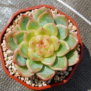 Echeveria Sea Star L